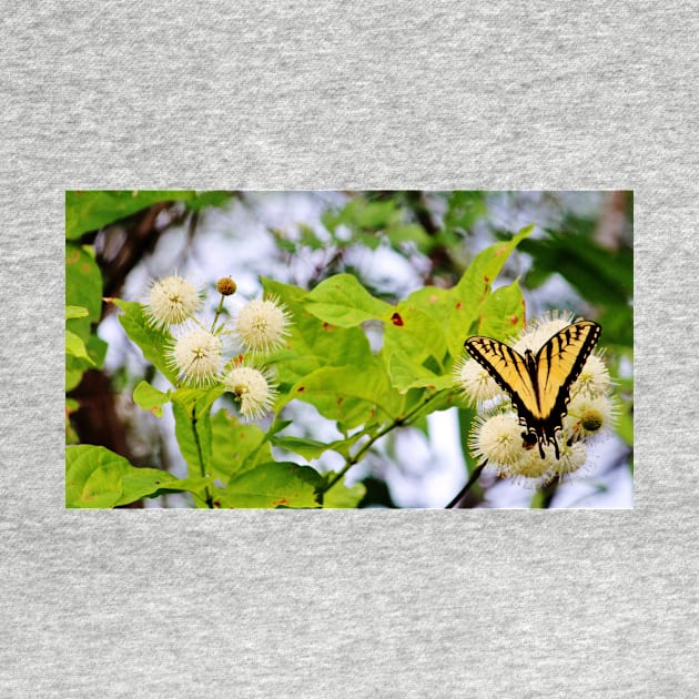 Butterfly On Buttonbush by Cynthia48